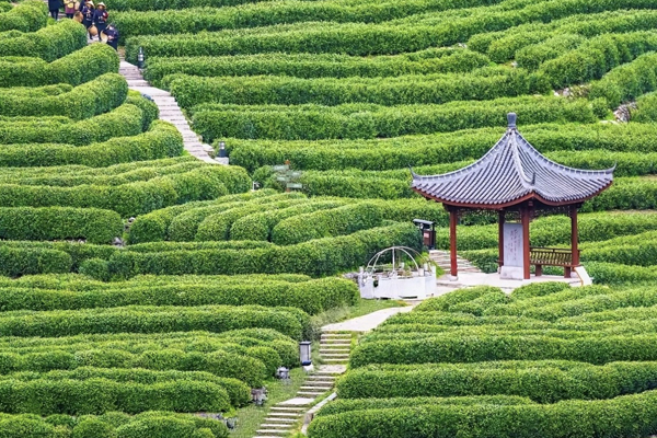 Longjing Tea Plantations