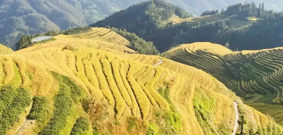 Chinese Tour Groups