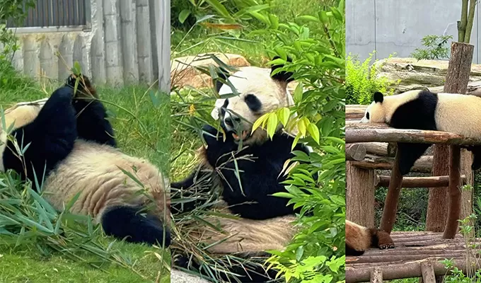 Chengdu Giant Panda Base