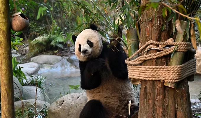 Chengdu Giant Panda Base