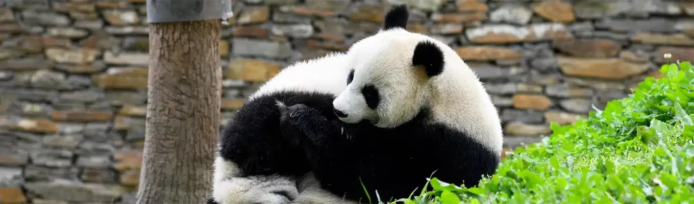 Chengdu Giant Panda Base
