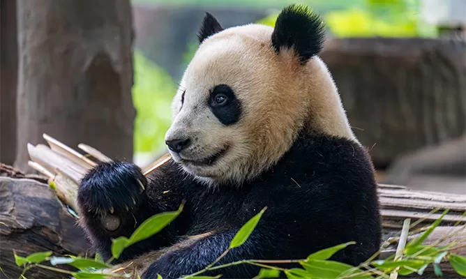 Chengdu Giant Panda Base