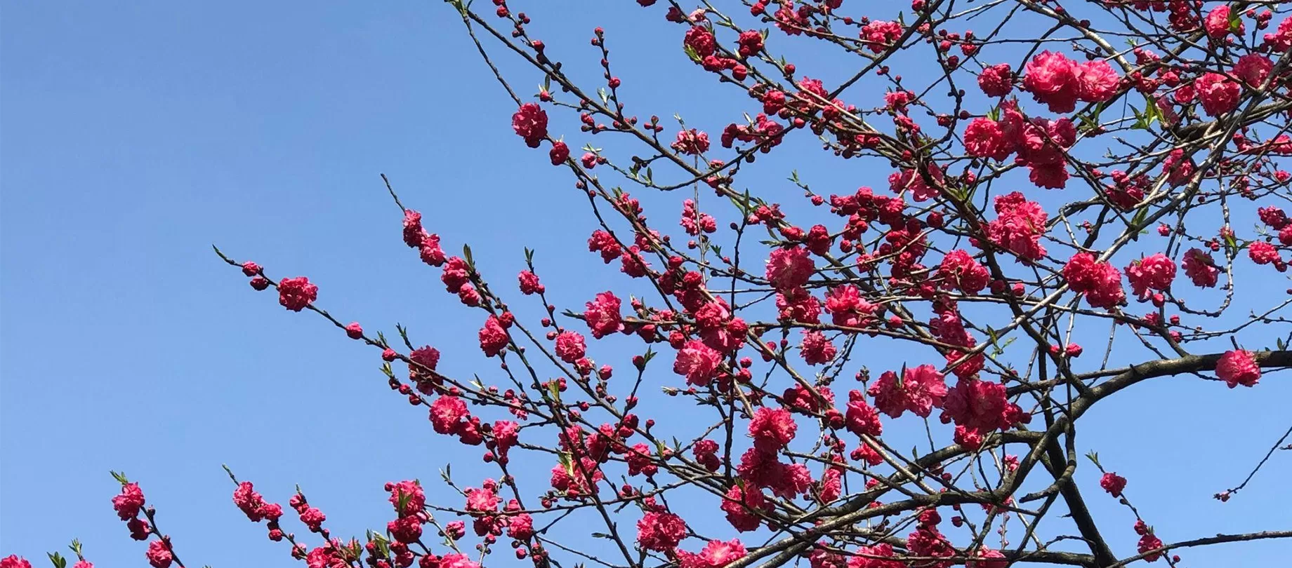 China Spring Tours