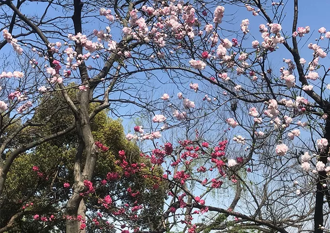 China Spring Tours: Bloom Into the Season of Renewal