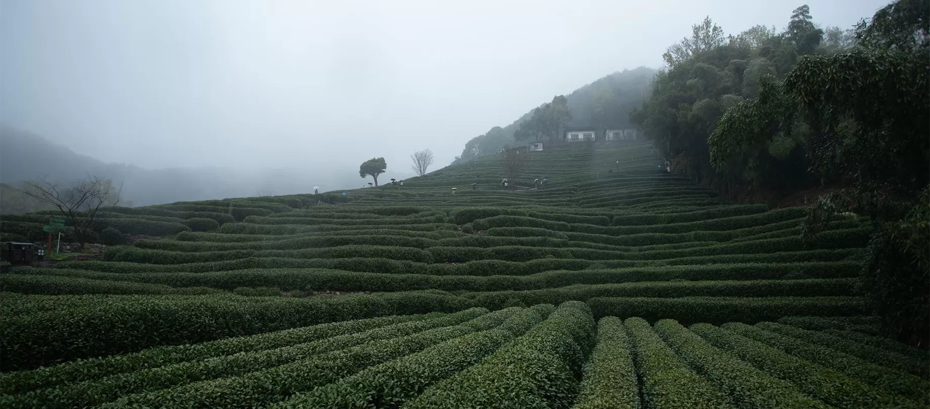 Hangzhou Tea Tour