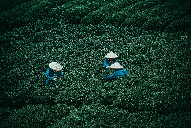 Hangzhou Tea Tour
