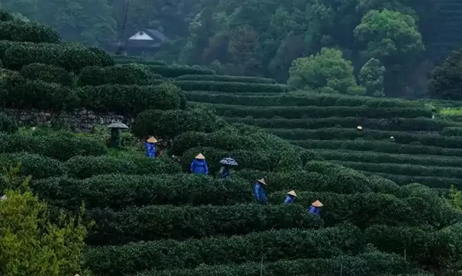 longjing tea plantations