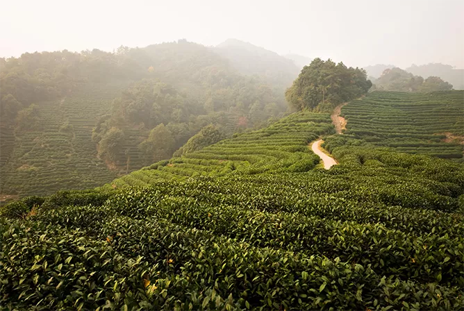 Longjing Tea Tasting
