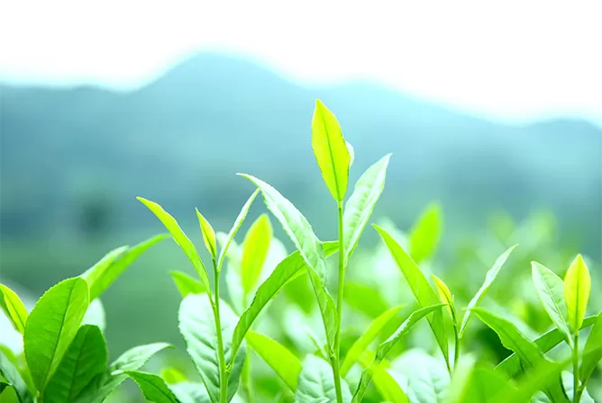 Longjing Tea Tasting