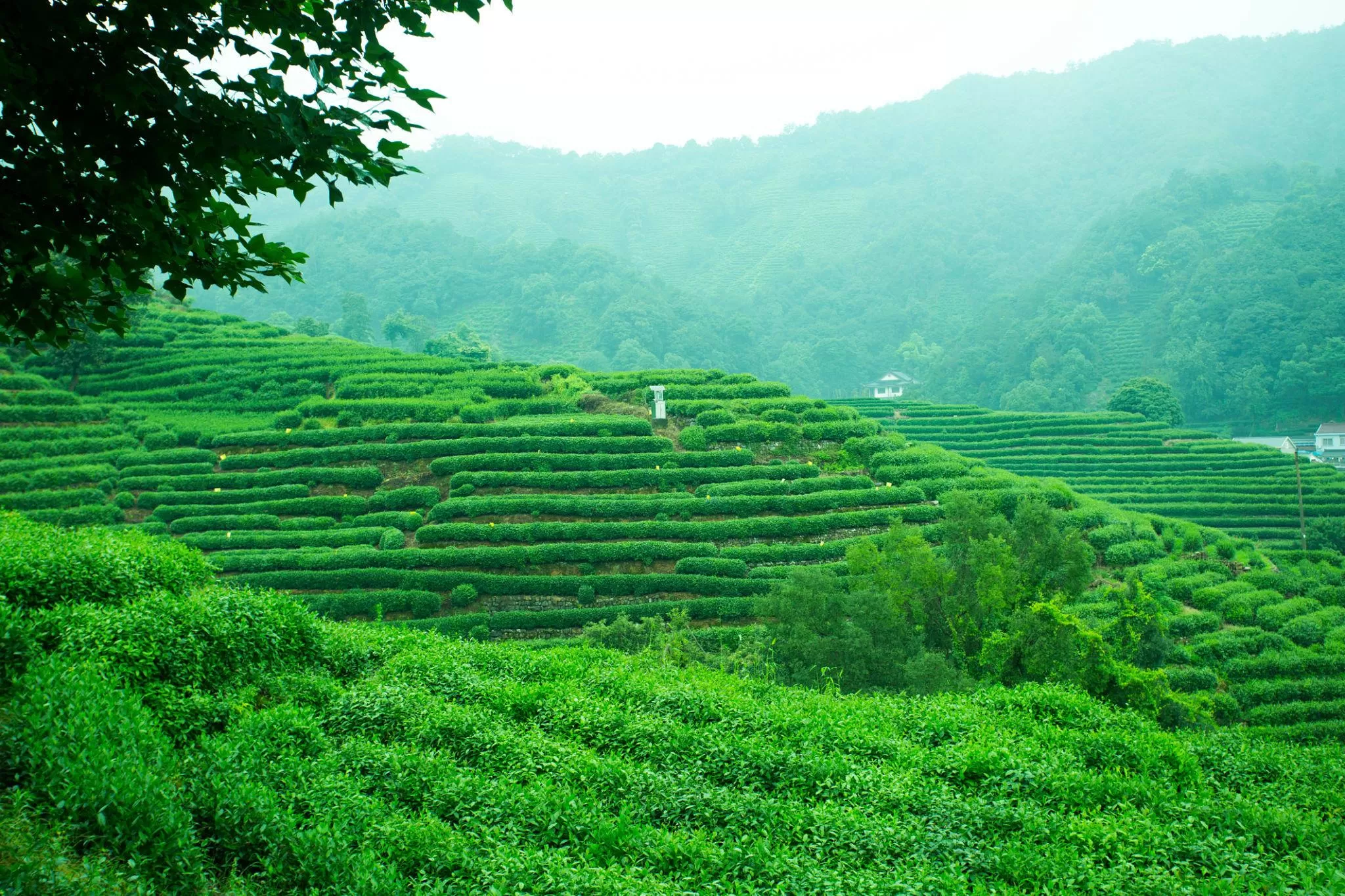 west-lake-longjing-1.jpg
