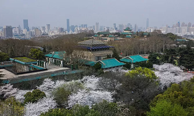 Wuhan University Cherry Blossoms 