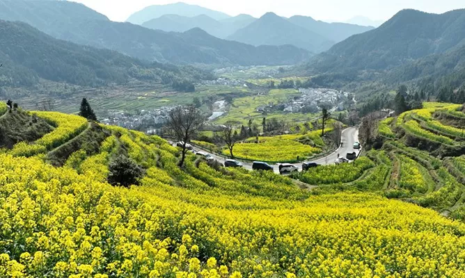 Yunnan Rapeseed Flower Fields