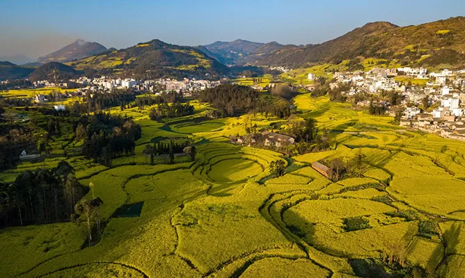 Yunnan Rapeseed Flower Fields